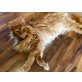 Maine Coon - Kater