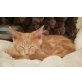 Maine Coon - Kater