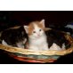 Maine Coon - Kater