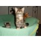 Maine Coon - Kater