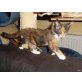 Maine Coon - Kater
