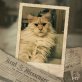 Maine Coon - Kater