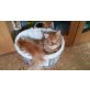 Maine Coon - Kater