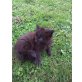 Maine Coon - Kater