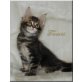 Maine Coon - Kater