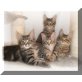 Maine Coon - Kater