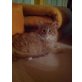 Maine Coon - Kater