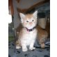 Maine Coon - Kater
