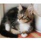 Maine Coon - Kater