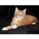 Maine Coon - Kater