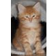 Maine Coon - Kater