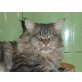 Maine Coon - Kater