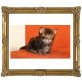 Maine Coon - Kater