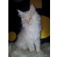 Maine Coon - Kater