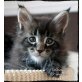 Maine Coon - Kater