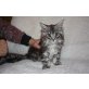 Maine Coon - Kater