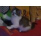 Maine Coon - Kater