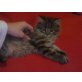 Maine Coon - Kater