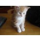 Maine Coon - Kater