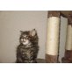 Maine Coon - Kater