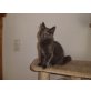 Maine Coon - Kater