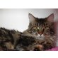 Maine Coon - Kater