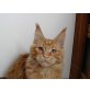 Maine Coon - Kater