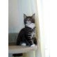 Maine Coon - Kater