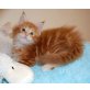 Maine Coon - Kater