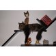 Maine Coon - Kater