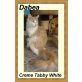 Maine Coon - Kater