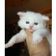 Maine Coon - Kater