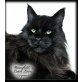 Maine Coon Kater Latin Lover und Katze Maja, Maine Coon - Kater