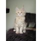 Maine Coon Kater 'Legolas', Maine Coon - Kater