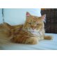Maine Coon Kater, Maine Coon - Kater