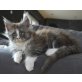 Maine Coon Kater, Maine Coon - Kater