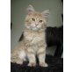 Maine Coon Kater 'Sam', Maine Coon - Kater
