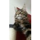Maine Coon Kater Unkastriert zu verkaufen , Maine Coon - Kater