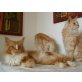 Maine Coon Kater mit Stammbaum Liebhabertier, Maine Coon - Kater
