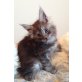 Maine Coon Katerchen 'Silver Surver' , Maine Coon - Kater