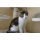 Maine Coon Katerchen ab sofort zu vergeben !, Maine Coon - Kater