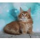 Maine Coon - Katze