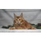 Maine Coon - Katze