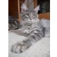Maine Coon - Katze