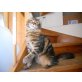 Maine Coon - Katze