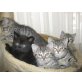 Maine Coon - Katze