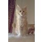 Maine Coon - Katze