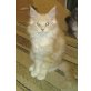 Maine Coon - Katze