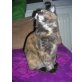 Maine Coon - Katze