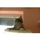 Maine Coon - Katze